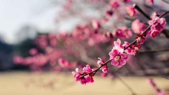不跟团去云南旅游攻略